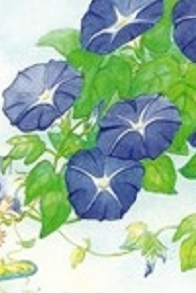 守り人２朝顔300ロゴ入り.JPG
